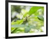 A Horsehead Grasshopper Perching on a Leaf-Alex Saberi-Framed Photographic Print