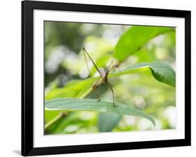 A Horsehead Grasshopper Perching on a Leaf-Alex Saberi-Framed Photographic Print