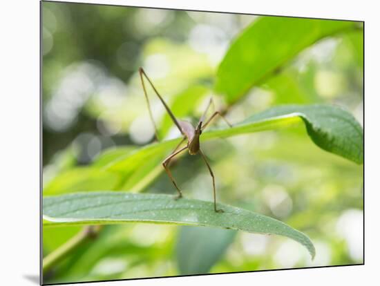 A Horsehead Grasshopper Perching on a Leaf-Alex Saberi-Mounted Photographic Print