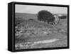 A House off its Foundation in a Gulley, Ca. 1910.-Kirn Vintage Stock-Framed Stretched Canvas