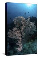 A Huge Gorgonian Grows on a Reef in Komodo National Park, Indonesia-Stocktrek Images-Stretched Canvas