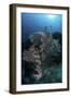 A Huge Gorgonian Grows on a Reef in Komodo National Park, Indonesia-Stocktrek Images-Framed Photographic Print