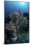 A Huge Gorgonian Grows on a Reef in Komodo National Park, Indonesia-Stocktrek Images-Mounted Photographic Print