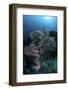 A Huge Gorgonian Grows on a Reef in Komodo National Park, Indonesia-Stocktrek Images-Framed Photographic Print