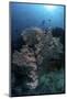 A Huge Gorgonian Grows on a Reef in Komodo National Park, Indonesia-Stocktrek Images-Mounted Photographic Print