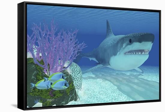 A Huge Megalodon Shark Swimming in Clear Ocean Waters-null-Framed Stretched Canvas