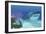 A Huge Megalodon Shark Swimming in Clear Ocean Waters-null-Framed Premium Giclee Print