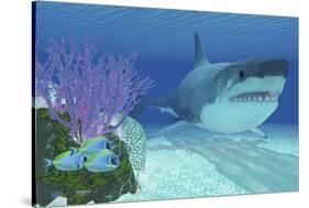 A Huge Megalodon Shark Swimming in Clear Ocean Waters-null-Stretched Canvas