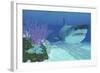 A Huge Megalodon Shark Swimming in Clear Ocean Waters-null-Framed Art Print