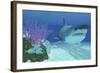 A Huge Megalodon Shark Swimming in Clear Ocean Waters-null-Framed Art Print