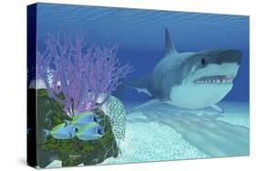 A Huge Megalodon Shark Swimming in Clear Ocean Waters-null-Stretched Canvas