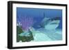 A Huge Megalodon Shark Swimming in Clear Ocean Waters-null-Framed Art Print