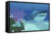 A Huge Megalodon Shark Swimming in Clear Ocean Waters-null-Framed Stretched Canvas