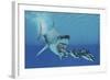 A Huge Megalodon Shark Swims after a Pod of Striped Dolphins-null-Framed Art Print