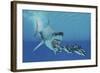 A Huge Megalodon Shark Swims after a Pod of Striped Dolphins-null-Framed Art Print