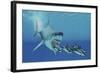 A Huge Megalodon Shark Swims after a Pod of Striped Dolphins-null-Framed Art Print