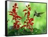 A Hummingbird Seeks Nectar from a Flower Box Outside a Home-null-Framed Stretched Canvas