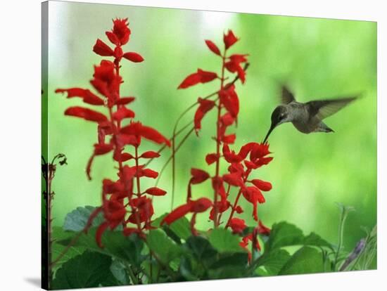 A Hummingbird Seeks Nectar from a Flower Box Outside a Home-null-Stretched Canvas