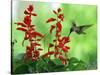 A Hummingbird Seeks Nectar from a Flower Box Outside a Home-null-Stretched Canvas