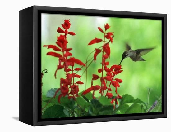 A Hummingbird Seeks Nectar from a Flower Box Outside a Home-null-Framed Stretched Canvas