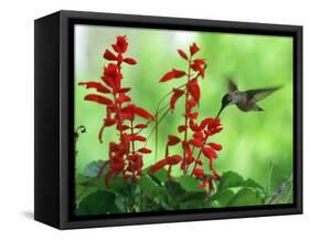 A Hummingbird Seeks Nectar from a Flower Box Outside a Home-null-Framed Stretched Canvas