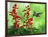 A Hummingbird Seeks Nectar from a Flower Box Outside a Home-null-Framed Photographic Print