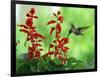 A Hummingbird Seeks Nectar from a Flower Box Outside a Home-null-Framed Photographic Print