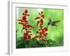 A Hummingbird Seeks Nectar from a Flower Box Outside a Home-null-Framed Photographic Print