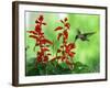 A Hummingbird Seeks Nectar from a Flower Box Outside a Home-null-Framed Photographic Print