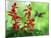 A Hummingbird Seeks Nectar from a Flower Box Outside a Home-null-Mounted Photographic Print