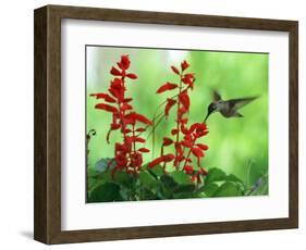 A Hummingbird Seeks Nectar from a Flower Box Outside a Home-null-Framed Photographic Print