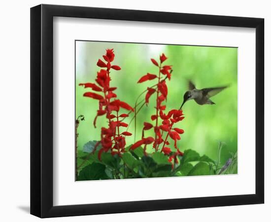 A Hummingbird Seeks Nectar from a Flower Box Outside a Home-null-Framed Photographic Print