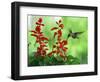 A Hummingbird Seeks Nectar from a Flower Box Outside a Home-null-Framed Photographic Print