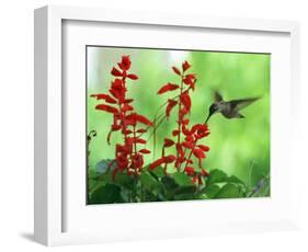 A Hummingbird Seeks Nectar from a Flower Box Outside a Home-null-Framed Photographic Print