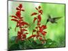 A Hummingbird Seeks Nectar from a Flower Box Outside a Home-null-Mounted Photographic Print