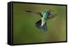 A Hummingbird with its Wings Spread Open-Karine Aigner-Framed Stretched Canvas