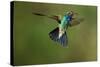 A Hummingbird with its Wings Spread Open-Karine Aigner-Stretched Canvas