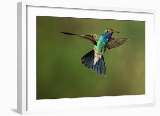 A Hummingbird with its Wings Spread Open-Karine Aigner-Framed Photographic Print