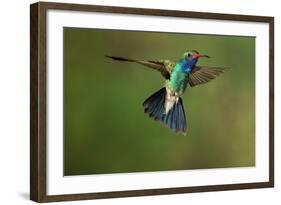 A Hummingbird with its Wings Spread Open-Karine Aigner-Framed Photographic Print