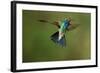 A Hummingbird with its Wings Spread Open-Karine Aigner-Framed Photographic Print