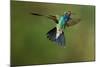 A Hummingbird with its Wings Spread Open-Karine Aigner-Mounted Photographic Print