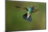 A Hummingbird with its Wings Spread Open-Karine Aigner-Mounted Photographic Print