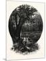 A Hummock, Florida-John Douglas Woodward-Mounted Giclee Print