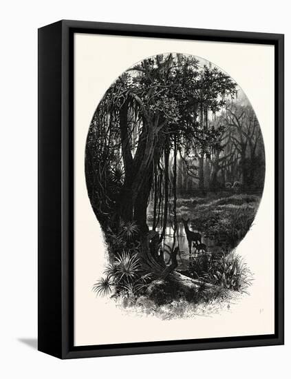 A Hummock, Florida-John Douglas Woodward-Framed Stretched Canvas