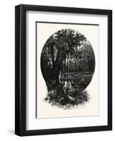 A Hummock, Florida-John Douglas Woodward-Framed Giclee Print