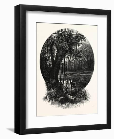 A Hummock, Florida-John Douglas Woodward-Framed Giclee Print