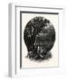 A Hummock, Florida-John Douglas Woodward-Framed Giclee Print