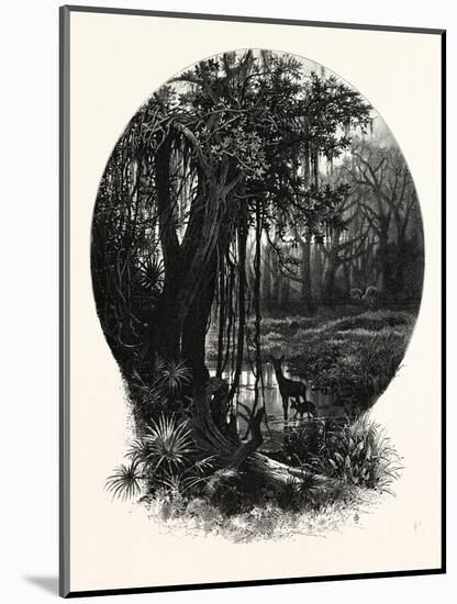 A Hummock, Florida-John Douglas Woodward-Mounted Giclee Print