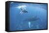 A Humpback Whale and Her Calf in the Caribbean Sea-Stocktrek Images-Framed Stretched Canvas