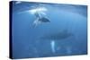 A Humpback Whale and Her Calf in the Caribbean Sea-Stocktrek Images-Stretched Canvas